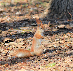 Naklejka na ściany i meble the squirrel demonstrates its very modesty with its pose