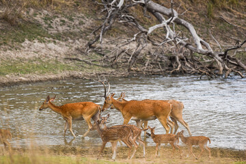 Barasingha or Rucervus duvaucelii or Swamp deer herd or family of elusive and vulnerable animal...