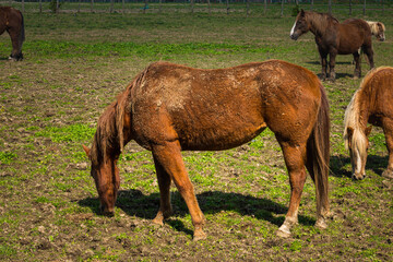 Obraz premium caballos