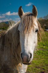 caballo blanco
