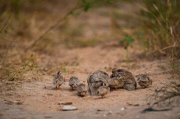 grey francolin or grey partridge or Francolinus pondicerianus family with chicks or babies walking together on a jungle track at Ranthambore national park or tiger reserve rajasthan india