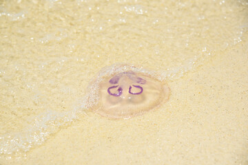 A jellyfish on the beach