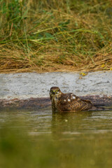 White eyed buzzard or Butastur teesa portrait with eye contact resting in waterhole at jhalana forest or leopard reserve jaipur rajasthan india