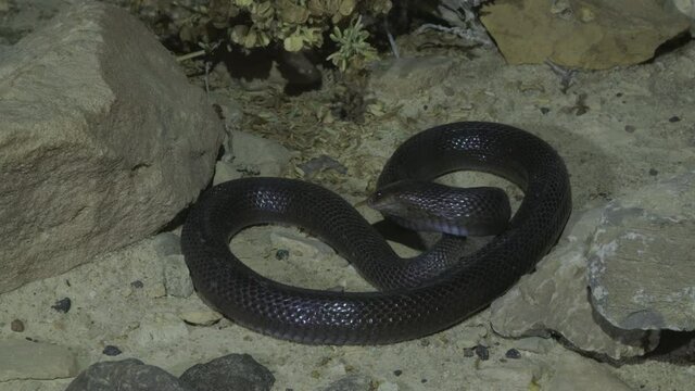 ,Black Desert Cobra (Walterinnesia aegyptia) at night makes warning sounds