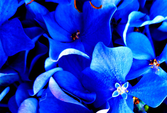 Flores de hortência na cor azul
