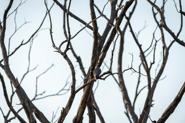 Eurasian hobby or Falco subbuteo perched on a tree during winter migration at jhalana forest or leopard reserve jaipur rajasthan india