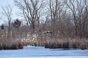 Partially ice covered pond with several Canadian Geese migrating back north on a sunny early spring day