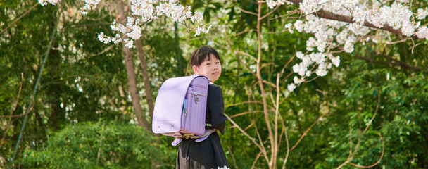 ワイド幅撮影した桜満開の公園で遊んでいる小学生の新入生の様子
