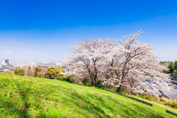 Obraz premium 桜が咲く丘と住宅地