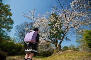 春の満開の桜とランドセルを持っている入学式服を着ている小学生の子供の様子
