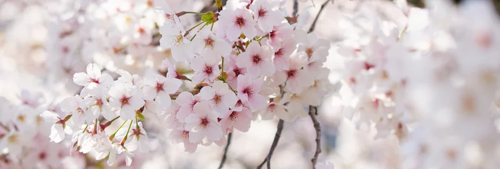 Deurstickers ワイド幅撮影した満開の桜の花 © zheng qiang