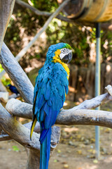 blue and yellow macaw with a touch of green