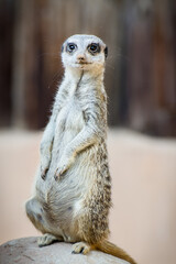 Meerkat