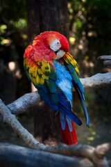 Macaw parrot red, blue, yellow, and green
