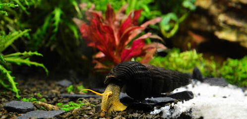 Aquatic snail Tylomelania in an aquarium.