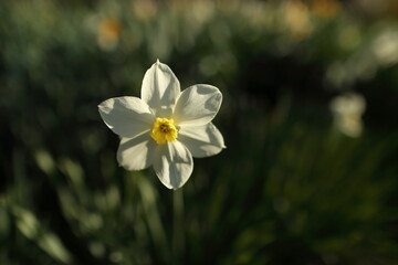 White narcissuses blooming in spring garden, green background