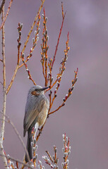 もうすぐ春です。