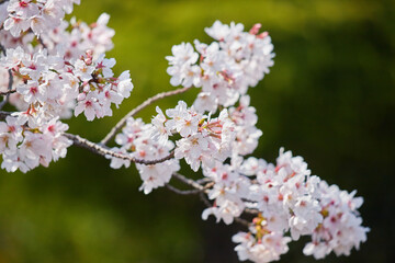 春の満開の桜のアップ写真