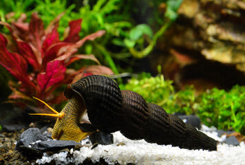 Aquatic snail Tylomelania in an aquarium.
