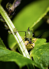 An aphid with a red spot on its head sits on a grass stalk