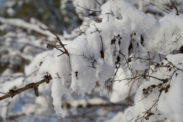 The trees in the city park are covered with snow.