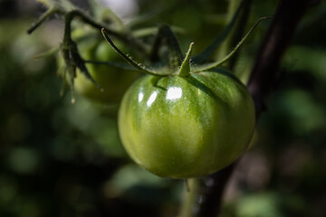 Unripe green and dirty tomatoes growing in the own garden.  Green tomatoes on a branch close-up.