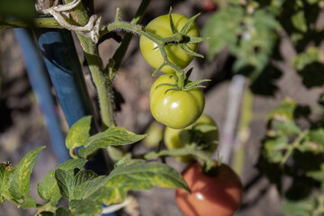 Unripe green and dirty tomatoes growing in the own garden.  Green tomatoes on a branch close-up.