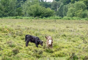 beautiful calves in the New Forest National Park Hampshire England