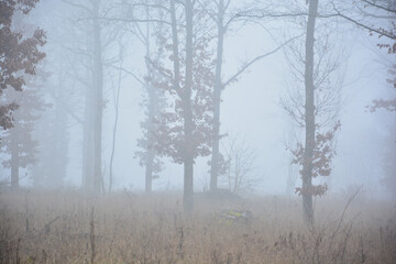 	 Nebel im Herbst im Reiterswiesener Höhe-Häuserlohwäldchen bei Bad Kissingen, Franken, Bayern, Deutschland