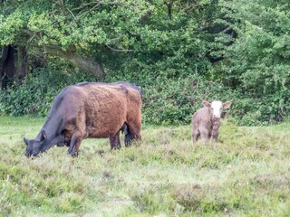 cow with beautiful calf in The New Forest National Park Hampshire England