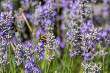 bumblebee gathering pollen from lavender
