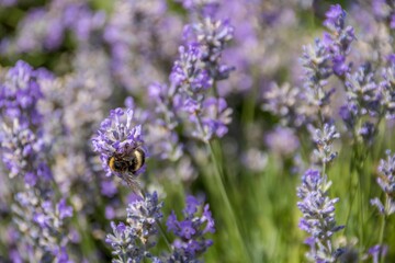 bumble bee collecting pollen from lavender