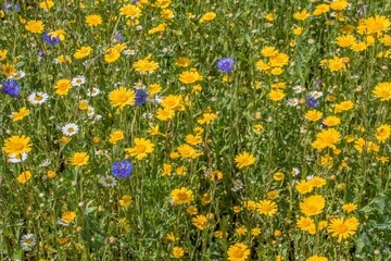 beautiful colourful wild flowers in a meadow