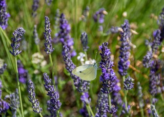 beautiful cabbage white butterfly collecting nectar from lavender