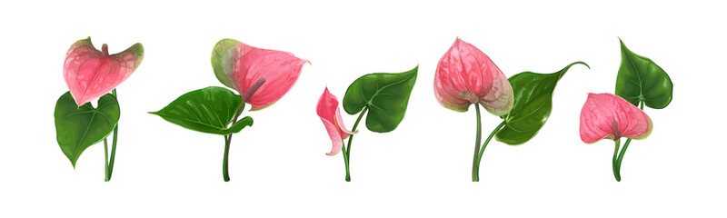 A set of different Anthurium flowers with leaves isolated on a white background. Bright green-pink buds. Vector botanical illustration. Exotic tropical elements for design wedding invitations, cards