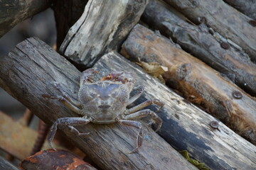 crab on wood