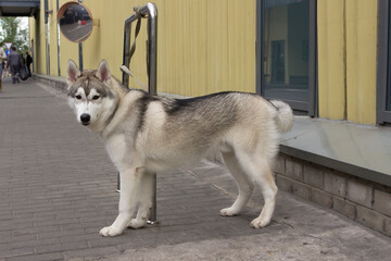 A West Siberian Laika or Husky dog is waiting for its owner near the store.