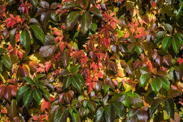 Kolorowe liście bluszcza złotokap