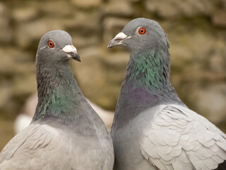 Two love pigeons making a heart shape with their necks. Valentines card or Friendship image.  Romantic couple nature shot.