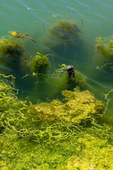green silt texture under the river