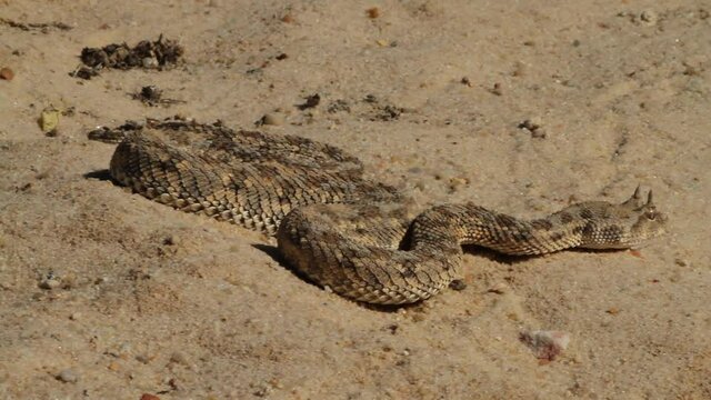 Desert Horned viper (Cerastes cerastes) crawlingin the desert Makes typical warning sounds