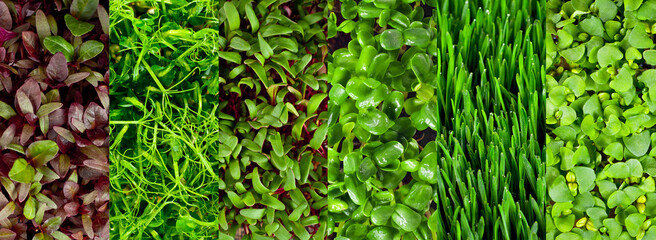 Microgreen of wheat, peas, sunflowers, amaranth, beets and basil close up. Texture of green stems and leaves. Different types of sprouts.