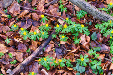 Naklejka premium Nahaufnahme blühender Winterlinge (Eranthis hyemalis) zwischen herbstlichem Laub, gelbe Frühblüher im Rautal bei Jena als erste Frühlingsboten, Natur-Detail im Thüringer Wald, Deutschland
