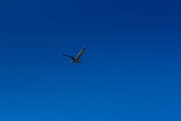 Gull flying in blue sky