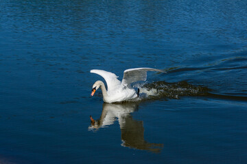 Beautiful swan floats on the lake