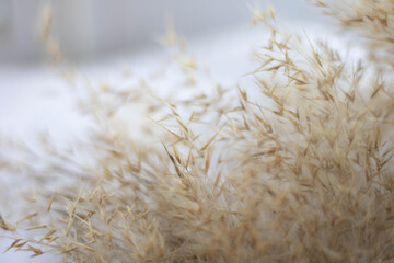 Dry reed on the lake, reed layer, reed seeds. Golden reed grass, pampas grass. Abstract natural background. Beautiful pattern with neutral colors. Minimal, stylish, trend concept.