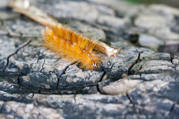 Caterpillar of yellow color with white dots on the back