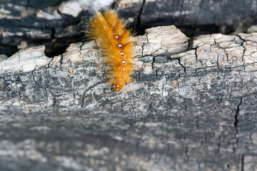 Caterpillar of yellow color with white dots on the back