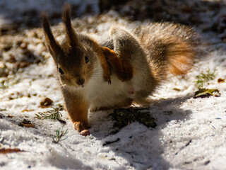 scratching red squirrel on the snow