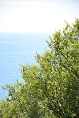 Baum mit Blick auf Meer in Norwegen